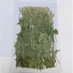<span class=keywords><strong>Ipomoea</strong></span> con ramas Scrapbooking resina epoxi planta Natural ecológica flor prensada Real para marco - Product Image 5