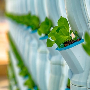 Pods hydroponiques carrés, bouchons de semis, éponges de croissance rapide pour les racines, cubes de remplacement pour les graines de légumes - Product Image 3