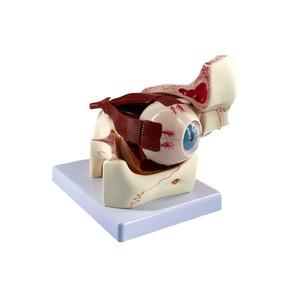 Modelo Anatómico Ampliado <span class=keywords><strong>del</strong></span> <span class=keywords><strong>Ojo</strong></span> Humano y <span class=keywords><strong>la</strong></span> Órbita, Modelo <span class=keywords><strong>de</strong></span> <span class=keywords><strong>la</strong></span> Estructura <span class=keywords><strong>del</strong></span> <span class=keywords><strong>Ojo</strong></span> para <span class=keywords><strong>la</strong></span> Enseñanza Médica - Product Image 2
