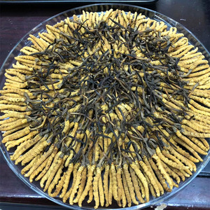 高品質の冬虫夏草花凍結乾燥冬虫夏草militaris cordiceps冬虫夏草 - Product Image 2