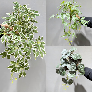Planta Artificial Verde Meng Jie de 30cm-100cm, Decoración de Pared para Interiores, Hojas de Eucalipto y Árbol del Dinero, Tela de PVC y Seda - Product Image 5