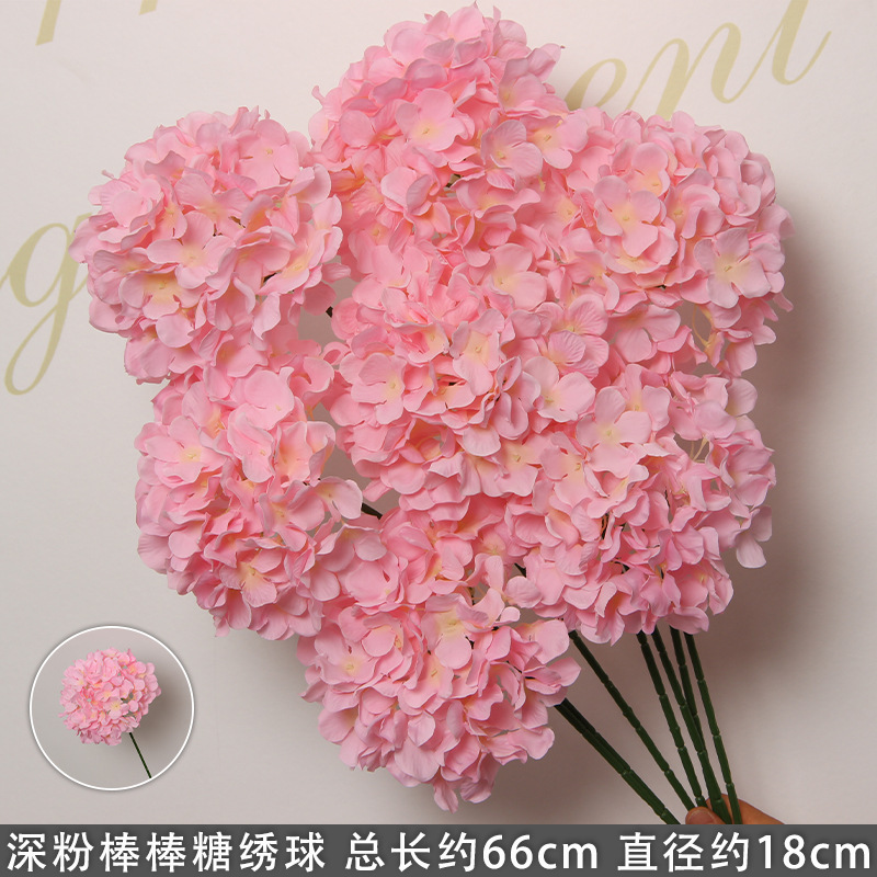 Hortensia sucette rose foncé