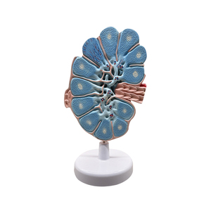 <span class=keywords><strong>Ganglios</strong></span> <span class=keywords><strong>linfáticos</strong></span> agrandados ZM5005 agrandados - Product Image 1