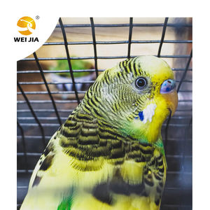 Maille de fil métallique soudée galvanisée personnalisable, <span class=keywords><strong>acheter</strong></span> des échantillons en ligne, pour clôtures de ferme, poulaillers et nichoirs - Product Image 3