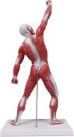 Modelo de Anatomía Muscular Humana para la Enseñanza en la Facultad de Medicina, Modelo de Torso Muscular Humano, Modelo de Anatomía
