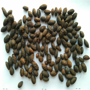 GMP standar kualitas tinggi melihat Palmetto makanan asam lemak <span class=keywords><strong>Serenoa</strong></span> pena bubuk berbasis buah Halal bersertifikat air diekstrak Drum - Product Image 5