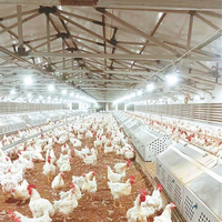 Bâtiment d'élevage avicole en structure métallique préfabriquée pour poulets, vaches, moutons et porcs
