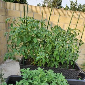 <span class=keywords><strong>Treillis</strong></span> <span class=keywords><strong>de</strong></span> support d'escalade <span class=keywords><strong>de</strong></span> <span class=keywords><strong>jardin</strong></span> à assemblage rapide avec pinces <span class=keywords><strong>de</strong></span> <span class=keywords><strong>jardin</strong></span> piquets <span class=keywords><strong>de</strong></span> <span class=keywords><strong>jardin</strong></span> pour plantes grimpantes - Product Image 6