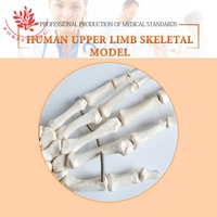 Modelo Flexible de PVC 1:1 de Huesos del Brazo, Anatomía de la Extremidad Superior, Prótesis de Demostración Ortopédica, Modelo de Anatomía de la Extremidad Superior