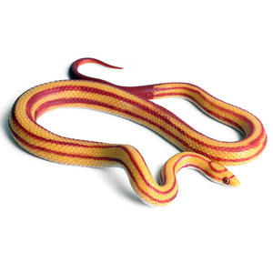 Simulation réaliste Reptille modèle Animal serpent à sonnette Pythonmolurus Eunectes Murinus serpent de maïs farces ornements statiques jouets - Product Image 3