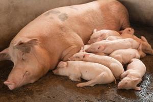 Prémélange de démarrage pour porcelets à 4 % de minéraux traces organiques - Modèle 5141, haute biodisponibilité pour porcelets d'élevage de 15 à 25 kg - Product Image 4