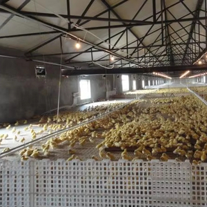 Nuevo resistente a los rayos UV, fácil de limpiar, suave, sin rebabas, listones para gallinas, suelo, equipo de cría de animales - Product Image 2