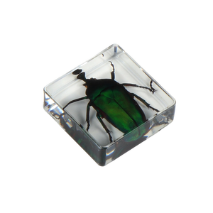 Acrílico muestra de calamar estructura integrada <span class=keywords><strong>biológica</strong></span> pisapapeles de cristal muestra - Product Image 3