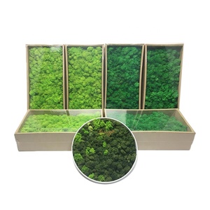 <span class=keywords><strong>250</strong></span> G di Muschio Naturale Preservato, Lichene di Renna per Decorazione Murale, Parete Verde, Ufficio, Aeroporto, Interni - Product Image 4