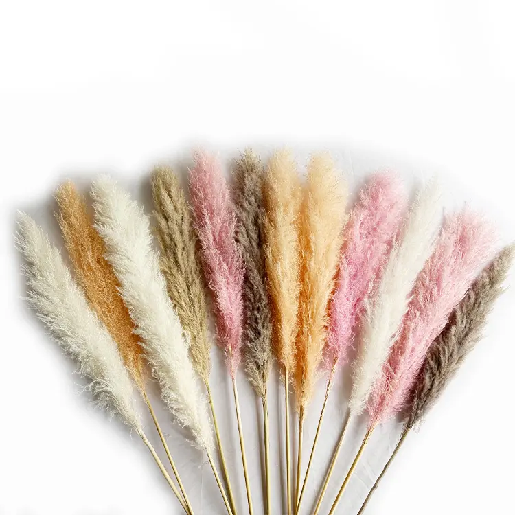 Flower Spike Länge 80cm Fluffy Natural Dry Pampas Gras Hochzeits dekoration Home Decoration Pampas Gras Dekor