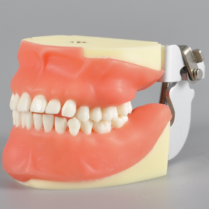 Modèle de typodont pour la formation en suture dentaire, pour la chirurgie buccale, extraction des dents impatiente, incision gingivale - Product Image 3