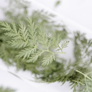Artemisia Annua <span class=keywords><strong>Pine</strong></span> Natural Real Flower Espécimen en relieve Pegamento Funda para teléfono Marco DE FOTOS Nail Art - Product Image 4