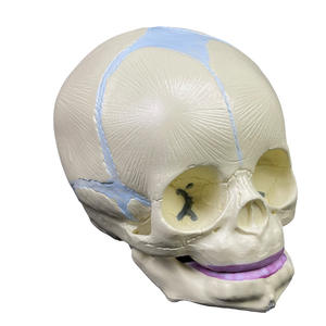 Modelo Anatómico de Ciencias Médicas, Modelo de Anatomía del Cuerpo Humano, Cráneo de Feto, Modelo Anatómico de Esqueleto - Product Image 5
