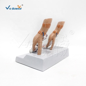 Modelo <span class=keywords><strong>de</strong></span> Comparación <span class=keywords><strong>de</strong></span> Pulmones: Pulmón Saludable vs. Pulmón <span class=keywords><strong>de</strong></span> <span class=keywords><strong>Fumador</strong></span> con Base, Herramienta Educativa para el Control del Tabaco - Product Image 5