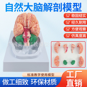 Modèle d'anatomie cérébrale : relation des structures du tronc cérébral, du cérébropharyngée et du cérébellum ; modèle pédagogique d'anatomie cérébrale ; usage médical - Product Image 5