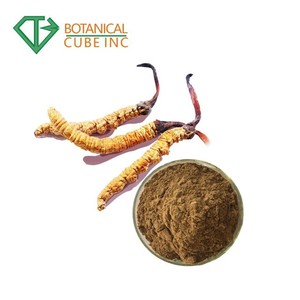 B.C.I suministro de esporas naturales puras Cordyceps Sinensis extracto en polvo Cordyceps Sinensis 30% para cápsula - Product Image 4