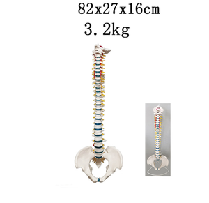Modelo de Columna Vertebral Vertical de Plástico Flexible de 85 cm, Incluye Pelvis, Sacro, Occipitales, Recursos Didácticos, Modelo de Columna Vertebral, Cuerpo Humano - Product Image 4