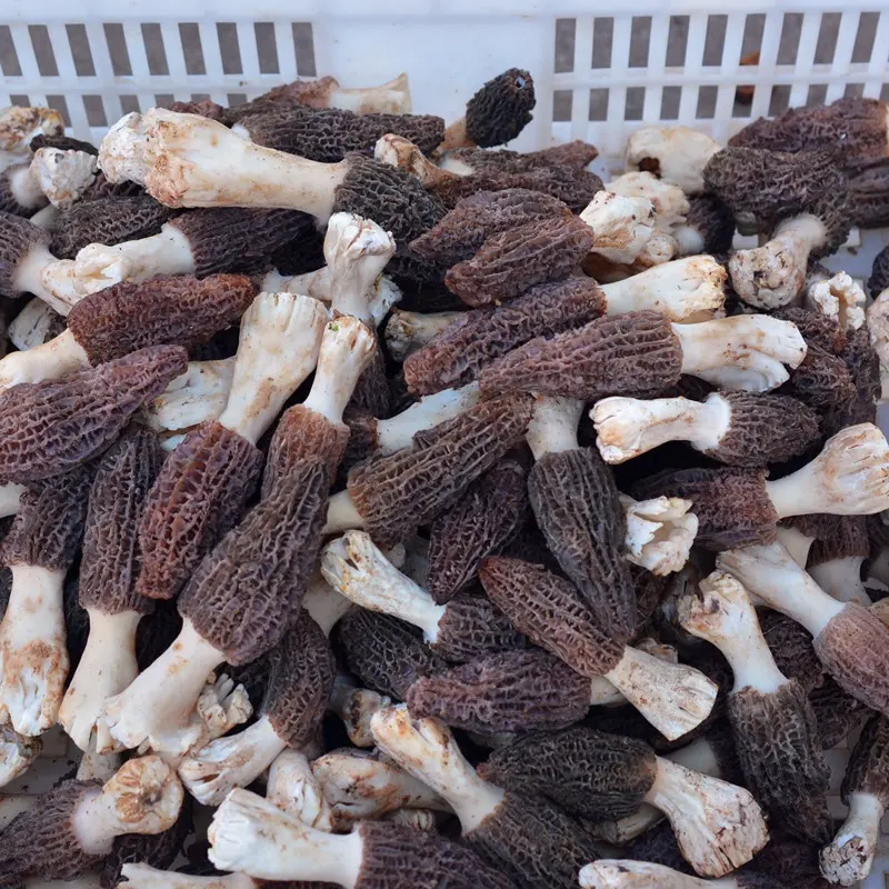 Detan New Season New Crops Fresh Wild Morchella Conica Morel Mushroom