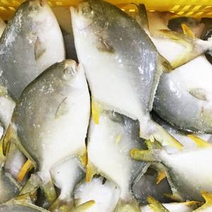 Pompano doré / Pomfret doré surgelé en gros - Product Image 5