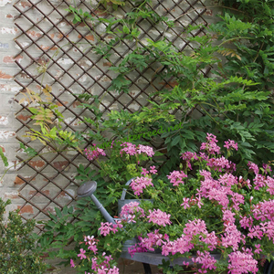 Mắt Cáo Liễu - Product Image 5