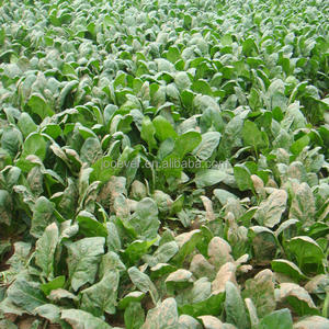 BQF Premium Legumes Congelados Folha De Espinafre Cortada Em Cubo E Padrões Cortados Blanched - Product Image 4