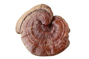 Integratore a base di erbe per la fornitura di funghi organici di Reishi interi GANOHERB per il sistema immunitario Boost - Product Image 6