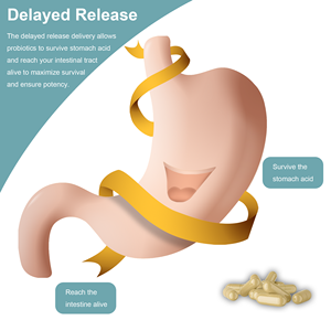 OLLI OEM <span class=keywords><strong>Private</strong></span> <span class=keywords><strong>Label</strong></span> capsule per la pulizia del <span class=keywords><strong>Colon</strong></span> integratore per il supporto intestinale per adulti non per le donne in gravidanza - Product Image 4