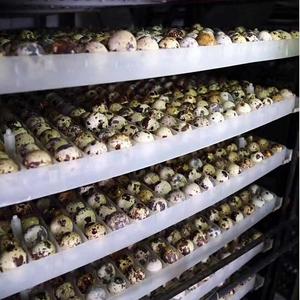 Trung Quốc bán buôn nước chim cút chim trứng cung cấp tại Trung Quốc xuất khẩu sang Canada đóng hộp trứng cút - Product Image 6