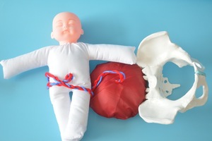 Modelo de Pelvis para Demostración de Parto con Feto/Cordón Umbilical/Placenta, Modelo de Pelvis para Enseñanza Obstétrica para <span class=keywords><strong>Centros</strong></span> de Salud. - Product Image 3