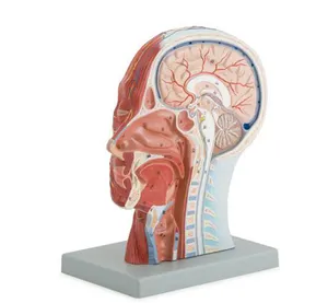 BMN/H011神经附着于头部正中矢状部分血管的医学模型