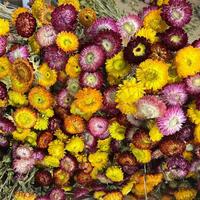 Matériaux d'arrangement floral en gros tout-en-un : Fleurs éternelles en paille avec tige, fleurs en paille préservées, chrysanthèmes naturels