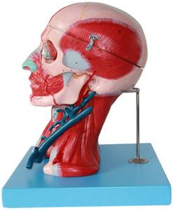 Natural grande cabeça humana e pescoço modelo do músculo <span class=keywords><strong>vascular</strong></span> fixado modelo cérebro - Product Image 3