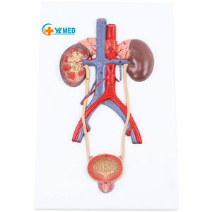 Modèle d'organe humain de simulation réelle du système urinaire, de l'urètre et de l'anatomie rénale, équipement pédagogique - Product Image 1