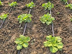 16mm PE serra nastro di <span class=keywords><strong>irrigazione</strong></span> a goccia per ortaggi agricoli per giardinaggio giardino <span class=keywords><strong>irrigazione</strong></span> fattoria <span class=keywords><strong>tubo</strong></span> dell'acqua in plastica - Product Image 3