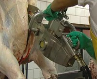 Équipement d'abattoir pour bovins, scie à découper la viande de bœuf à mouvement alternatif - I, acier inoxydable, moteur à roulement à billes haute productivité pour