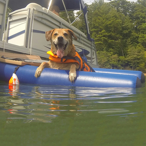 Rampe aquatique gonflable pour chien en PVC maillé de qualité supérieure, antidérapante, flottante, pliable pour <span class=keywords><strong>piscine</strong></span>, lac et loisirs quotidiens des animaux de compagnie - Product Image 1