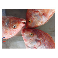 Exportation de tilapia rouge entier congelé de Chine, tilapia rouge GS, poisson congelé IQF, origine Chine