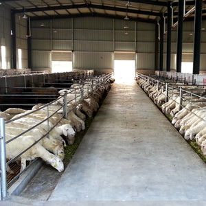Capannone per Capre, Struttura Agricola Permanente in Vendita in Bangladesh - Product Image 2