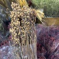 Fournisseur en gros unique d'agrumes corallins naturels préservés pour la décoration intérieure, les bouquets DIY et les arrangements de mariage