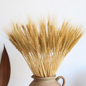 Cawell <span class=keywords><strong>ก้าน</strong></span>ข้าวสาลีอบแห้งสำหรับตกแต่งบ้านห้องครัว100% งานแต่งงานทำจากข้าวสาลีธรรมชาติ50<span class=keywords><strong>ก้าน</strong></span> - Product Image 6