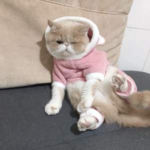 Vêtements d'été pour chats et chiens Taille XL Bleu Teddy Koji <span class=keywords><strong>Fadou</strong></span> Design avec texte anglais pour animaux à quatre pattes - Product Image 1