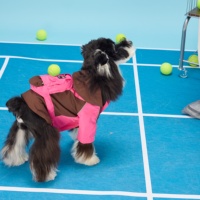 Fabricant de vêtements pour animaux de compagnie en gros, veste pour chien, vêtements personnalisés OEM ODM, vêtements d'été respirants, légers, anti-insectes, en nylon pour l'exercice