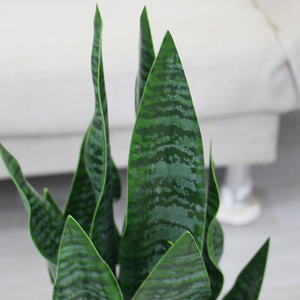 Venta al por mayor interior decorativo artificial Sansevieria árbol planta de plástico - Product Image 5