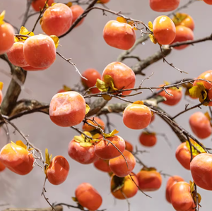 <span class=keywords><strong>Arbre</strong></span> artificiel de kaki pas cher, <span class=keywords><strong>arbre</strong></span> <span class=keywords><strong>à</strong></span> vœux, pour intérieur et extérieur, décoration de vitrine du Nouvel An, fausse plante fruitière paysagère - Product Image 4