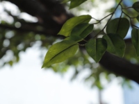 Arbre artificiel Ficus Banyan vert en plastique de 5 m de haut pour décoration de jardin et de mariage, idéal pour l'intérieur et l'extérieur